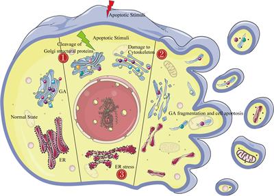 The Golgi Apparatus May Be a Potential Therapeutic Target for Apoptosis-Related Neurological Diseases